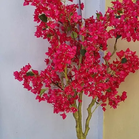 Fiore , 200m From Square Hébergement de vacances