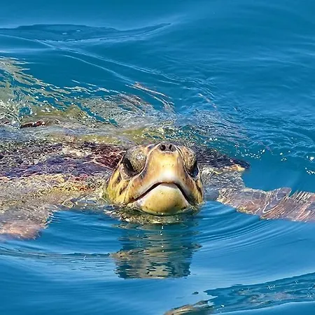 Fiore , 200m From Square * アルゴストリオン