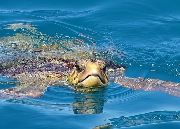 Fiore , 200m From Square * Argosztóli